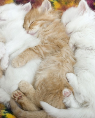 Kitten's Hug - Obrázkek zdarma pro iPhone 4