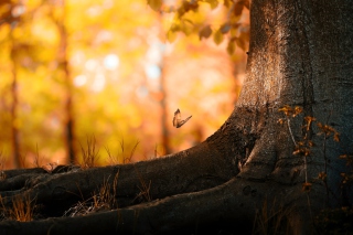 Butterfly Wood - Obrázkek zdarma pro 1280x720