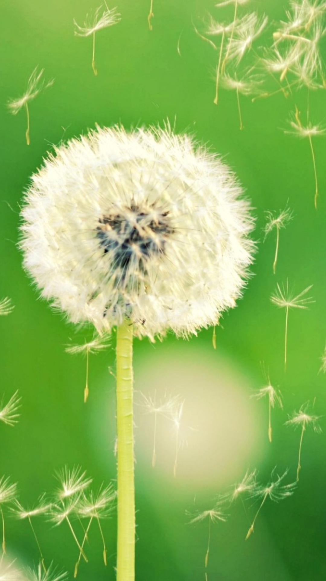 Screenshot №1 pro téma Flying Dandelions 1080x1920