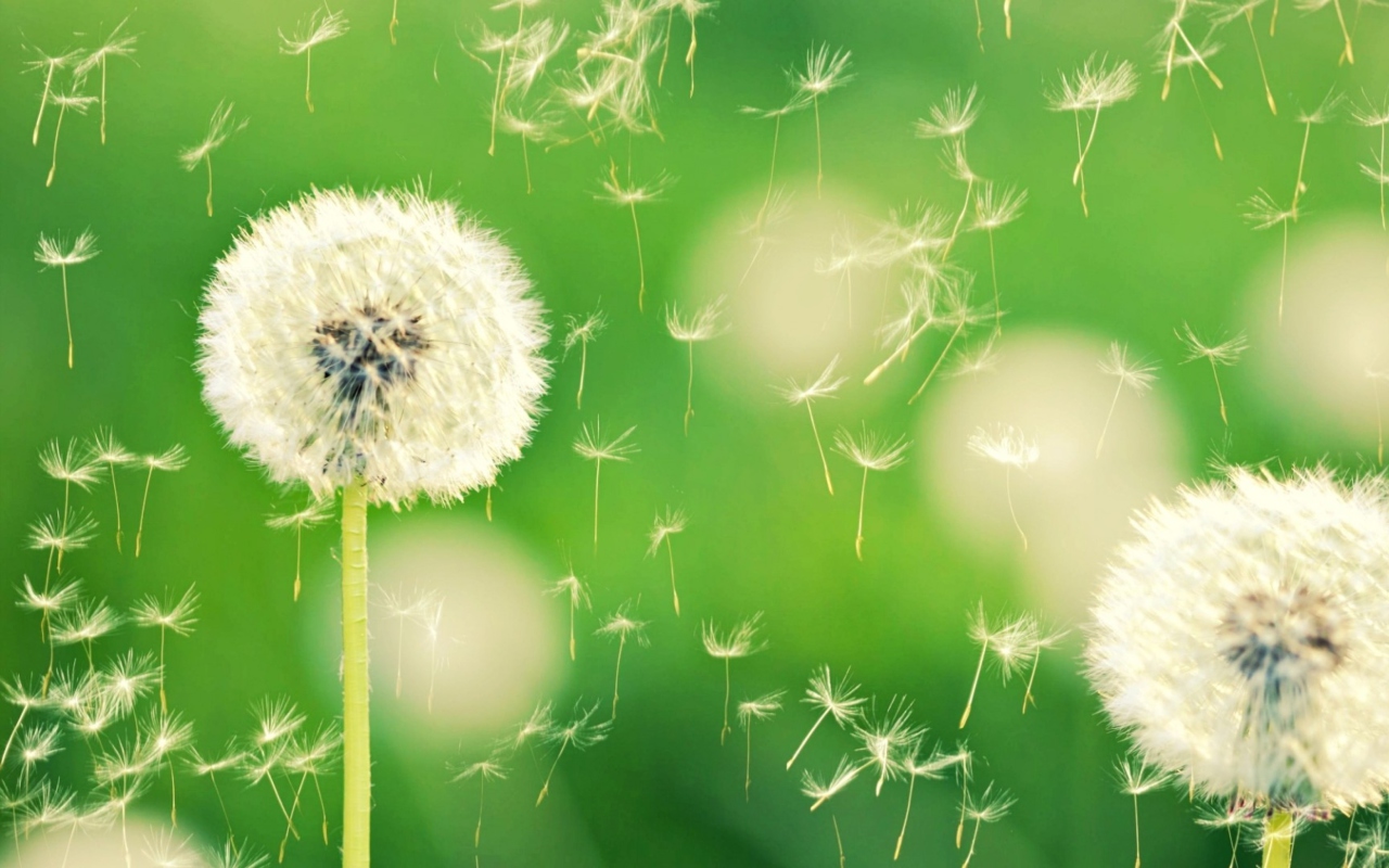 Screenshot №1 pro téma Flying Dandelions 1280x800