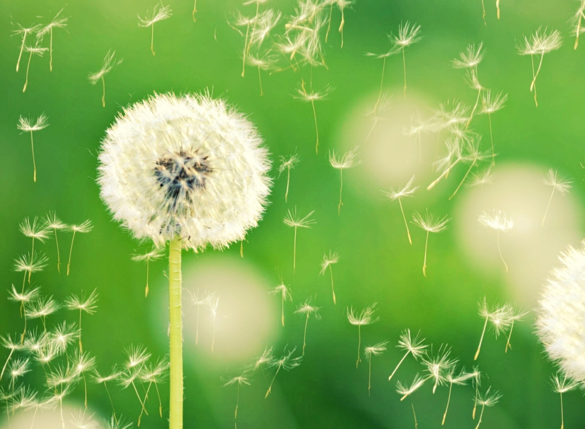 Flying Dandelions wallpaper 1920x1408