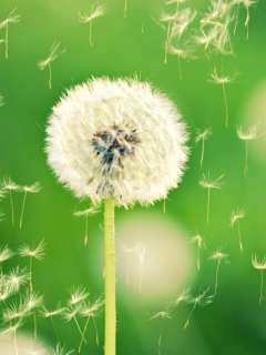 Screenshot №1 pro téma Flying Dandelions 240x320