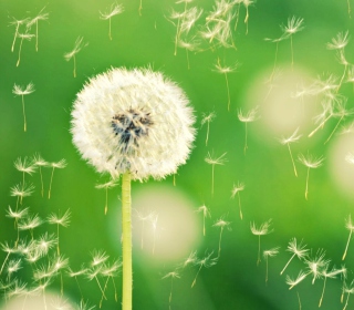 Flying Dandelions sfondi gratuiti per iPad