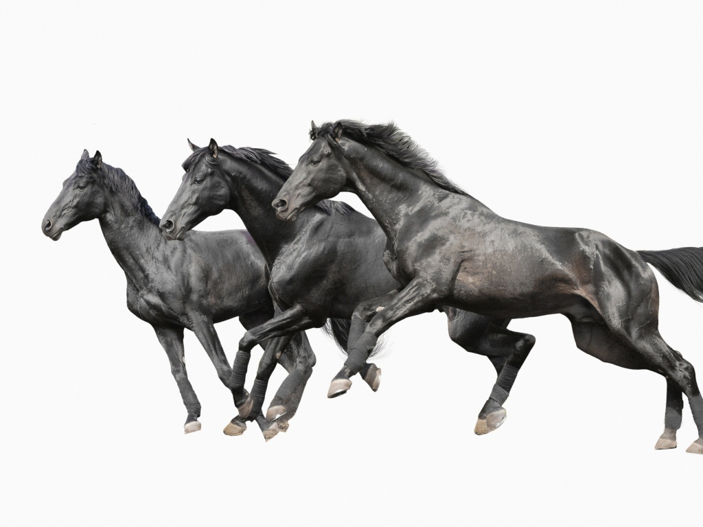 Обои Black horses 1024x768