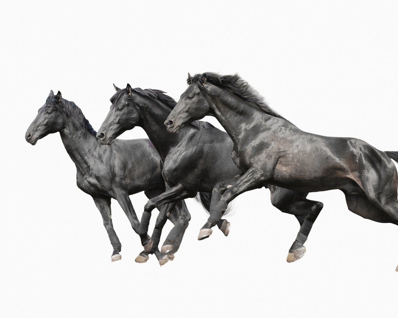 Sfondi Black horses 1280x1024