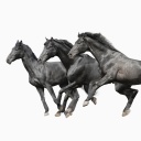 Das Black horses Wallpaper 128x128