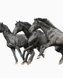 Fondo de pantalla Black horses 128x160