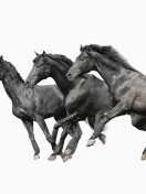 Black horses wallpaper 132x176