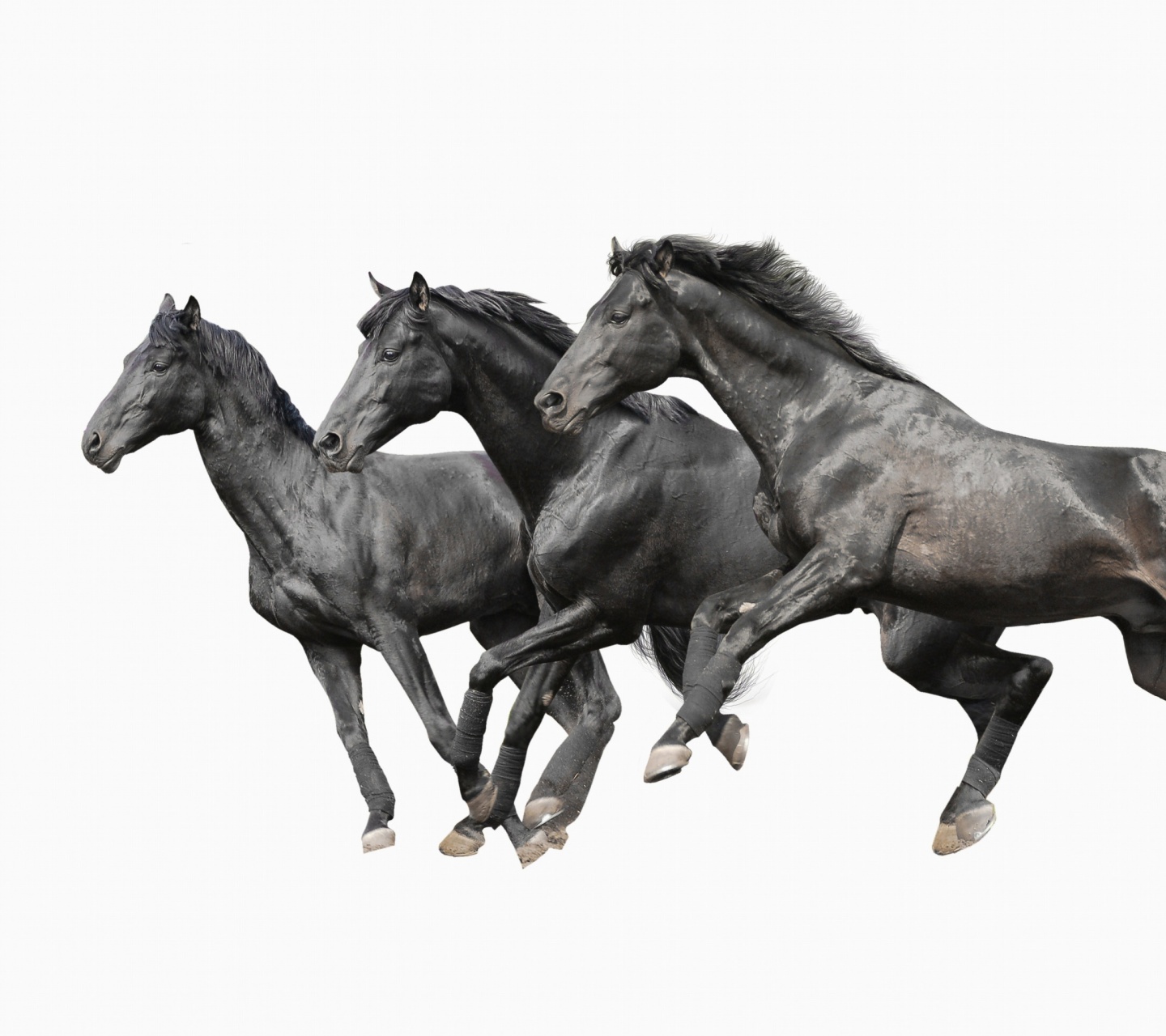 Обои Black horses 1440x1280