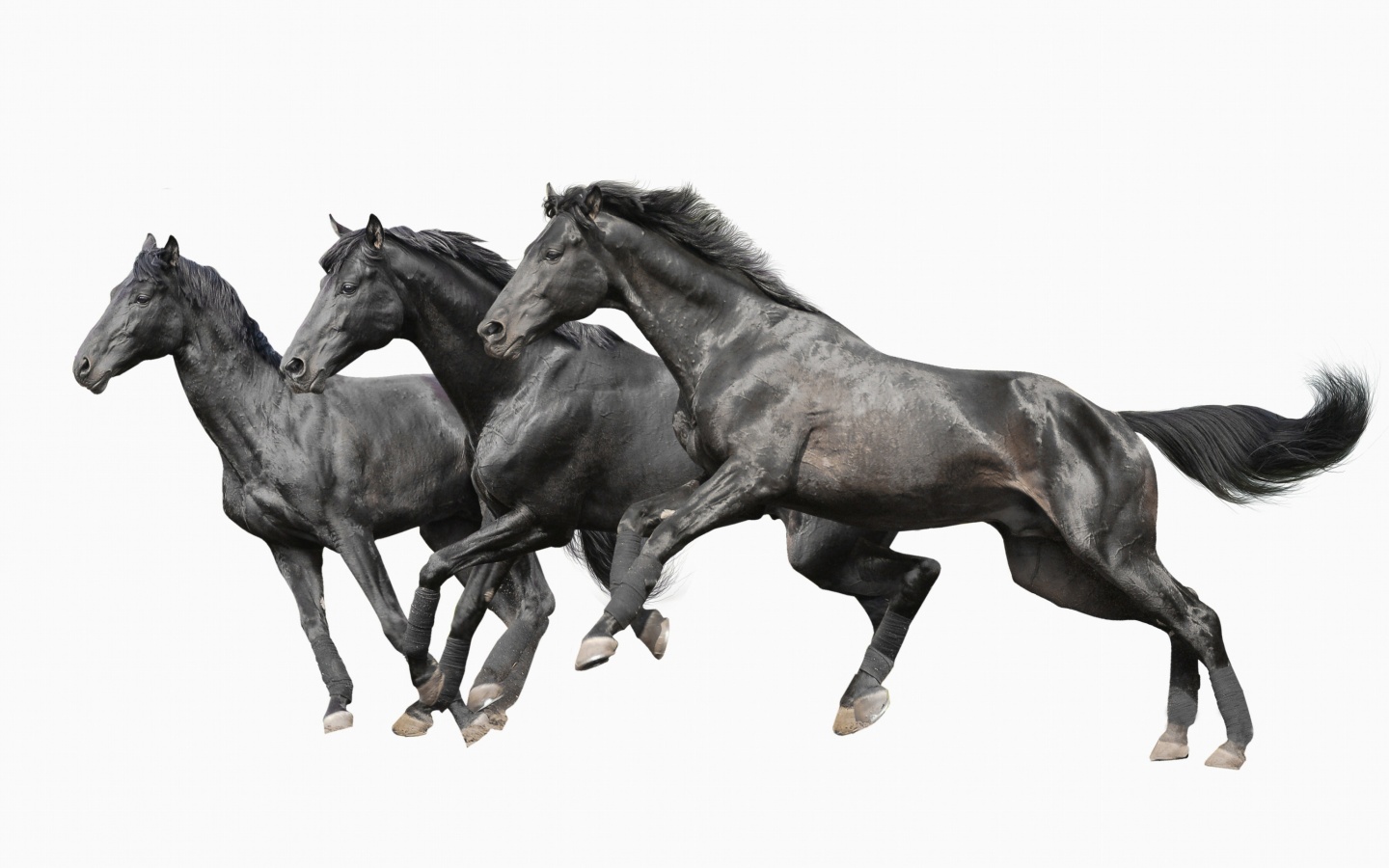 Screenshot №1 pro téma Black horses 1440x900
