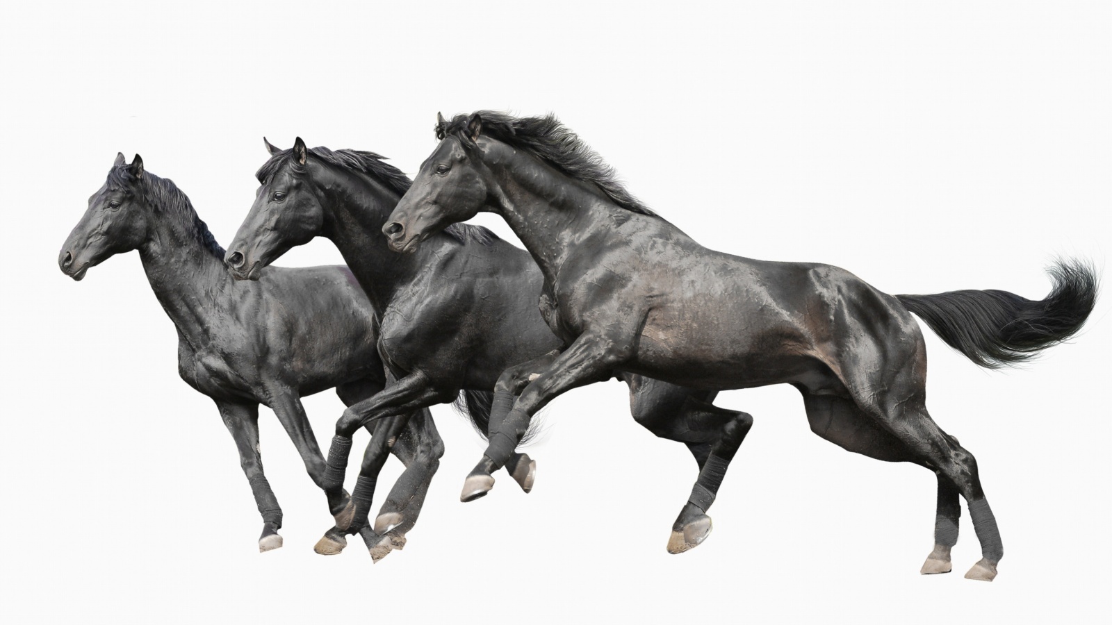 Das Black horses Wallpaper 1600x900