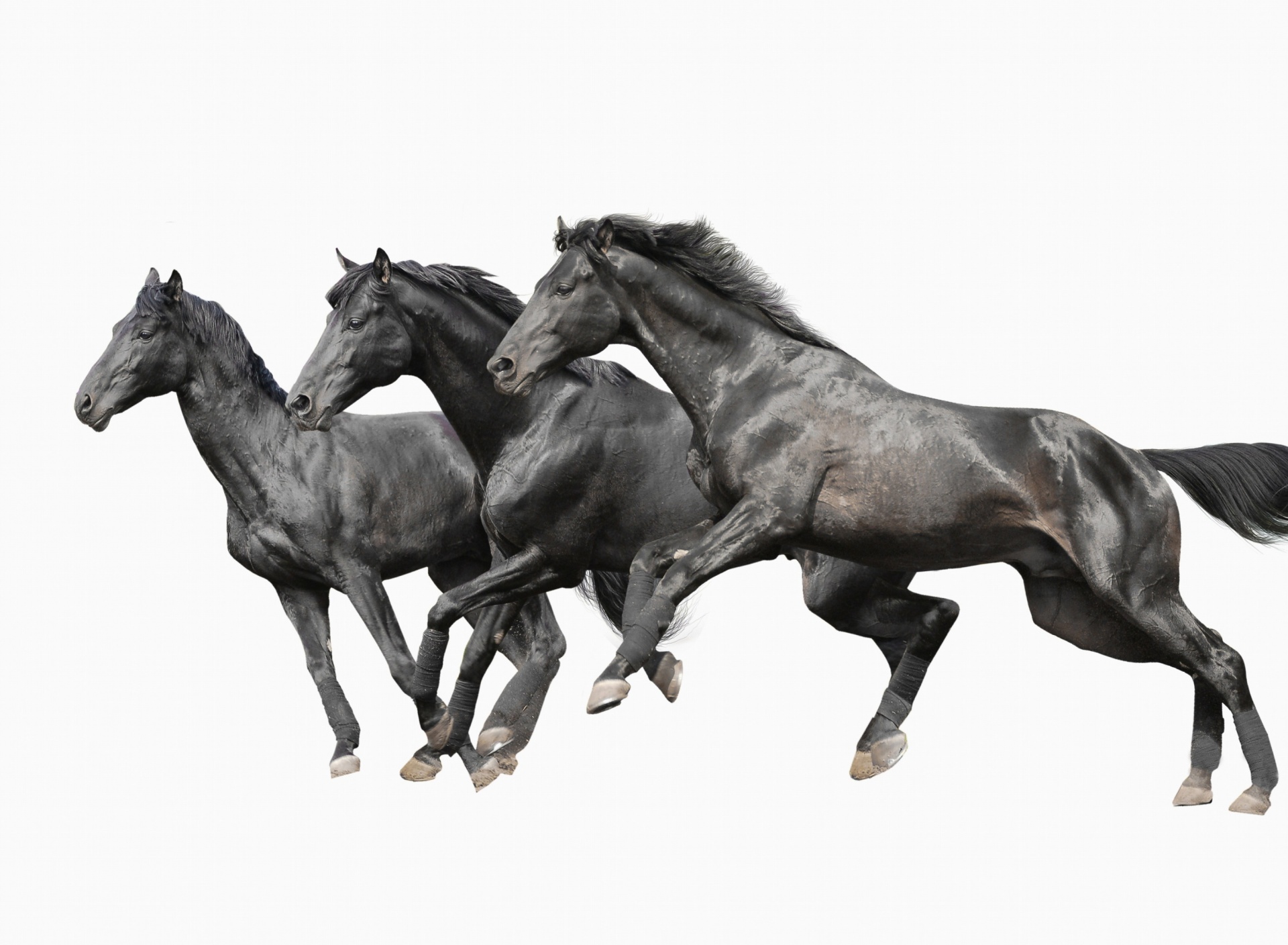 Обои Black horses 1920x1408