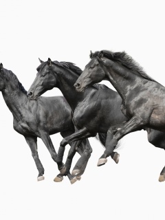 Fondo de pantalla Black horses 240x320