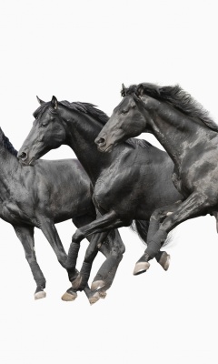 Screenshot №1 pro téma Black horses 240x400