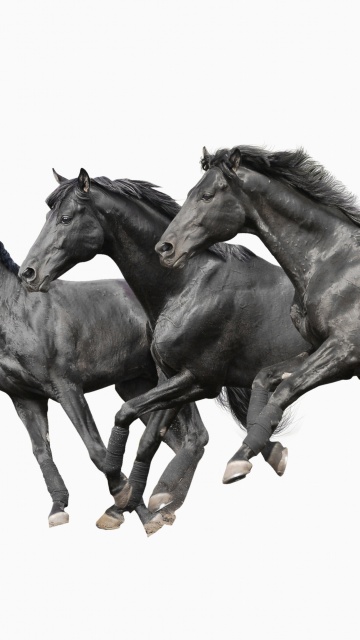 Black horses wallpaper 360x640