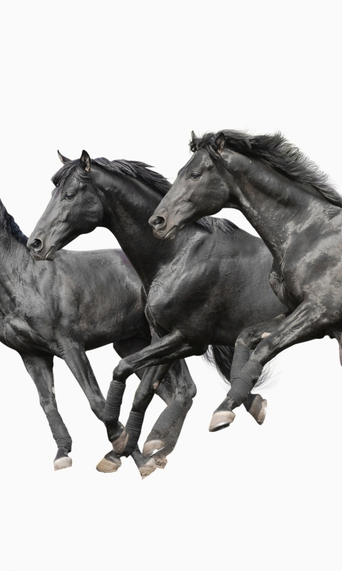 Black horses wallpaper 480x800