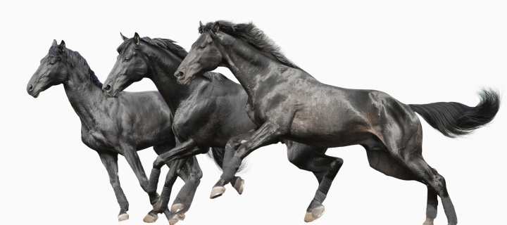 Fondo de pantalla Black horses 720x320