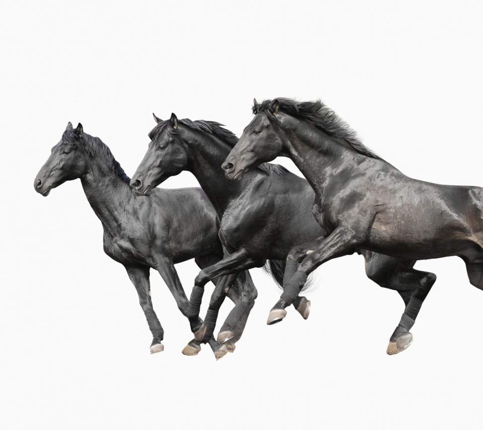 Black horses wallpaper 960x854