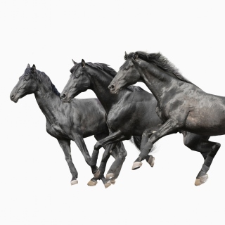 Kostenloses Black horses Wallpaper für iPad 3