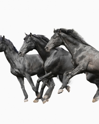 Картинка Black horses для телефона и на рабочий стол 480x800