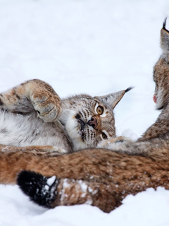 Das Lynx in Snow Wallpaper 240x320
