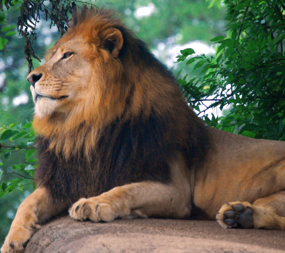 Screenshot №1 pro téma Lion King Of Zoo 1080x960