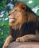 Sfondi Lion King Of Zoo 128x160