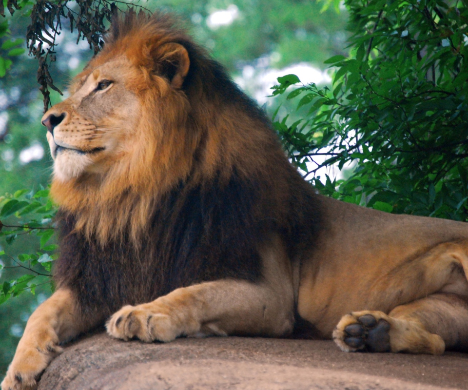 Обои Lion King Of Zoo 960x800