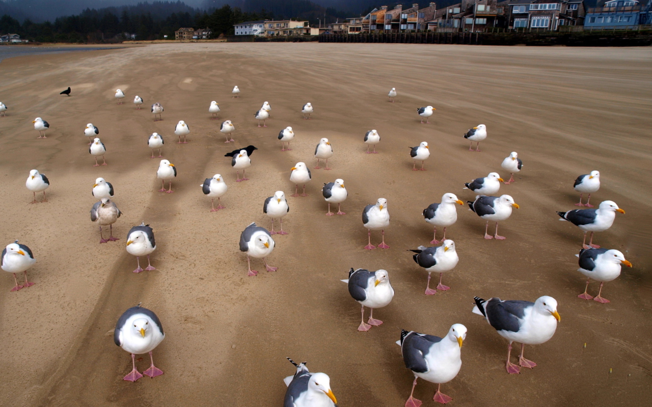 Seagull Beach wallpaper 1280x800