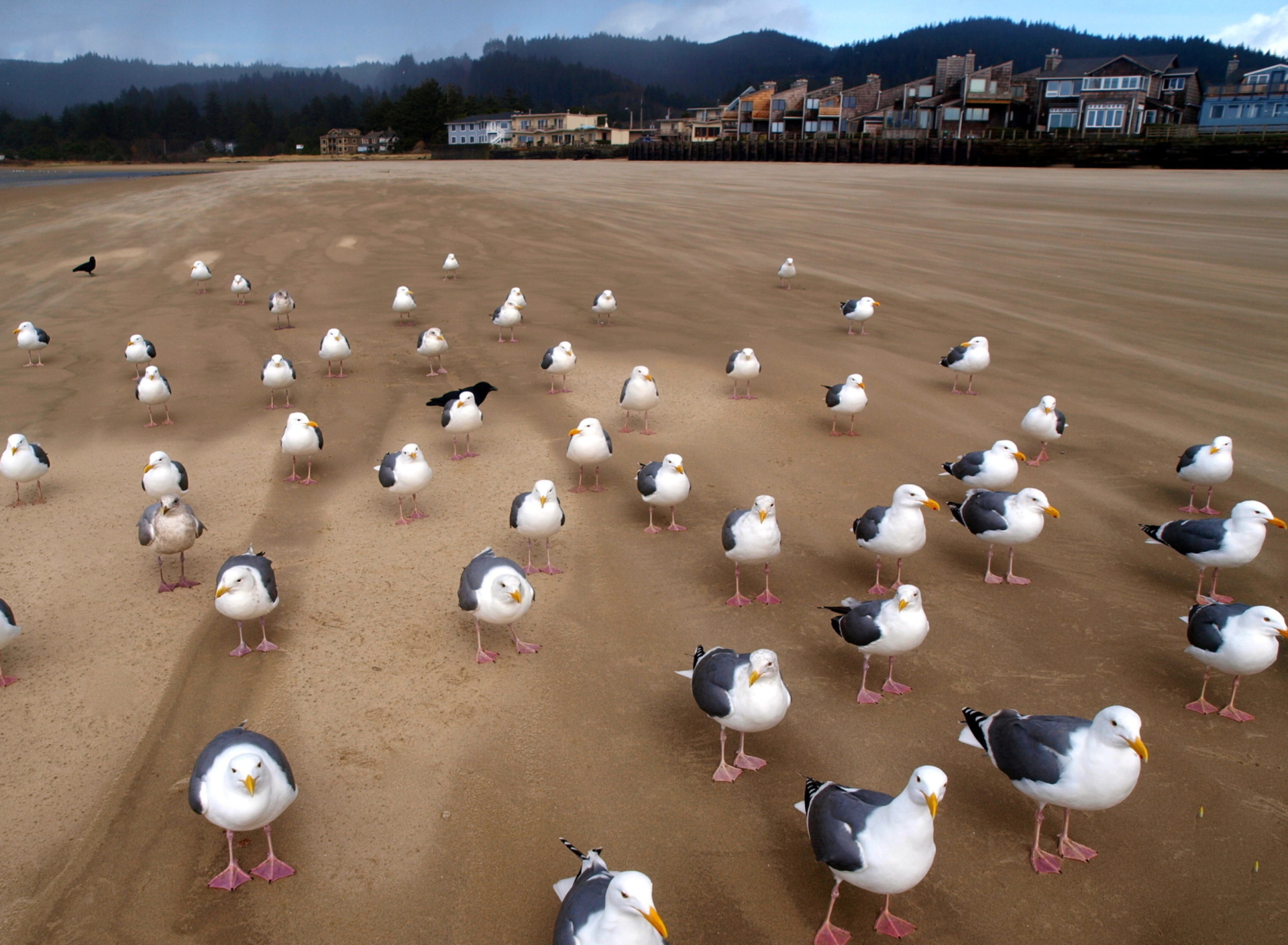 Seagull Beach screenshot #1 1920x1408