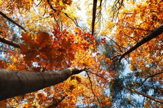 Golden Leaves sfondi gratuiti per cellulari Android, iPhone, iPad e desktop