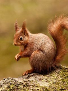 Fondo de pantalla Squirrel 240x320