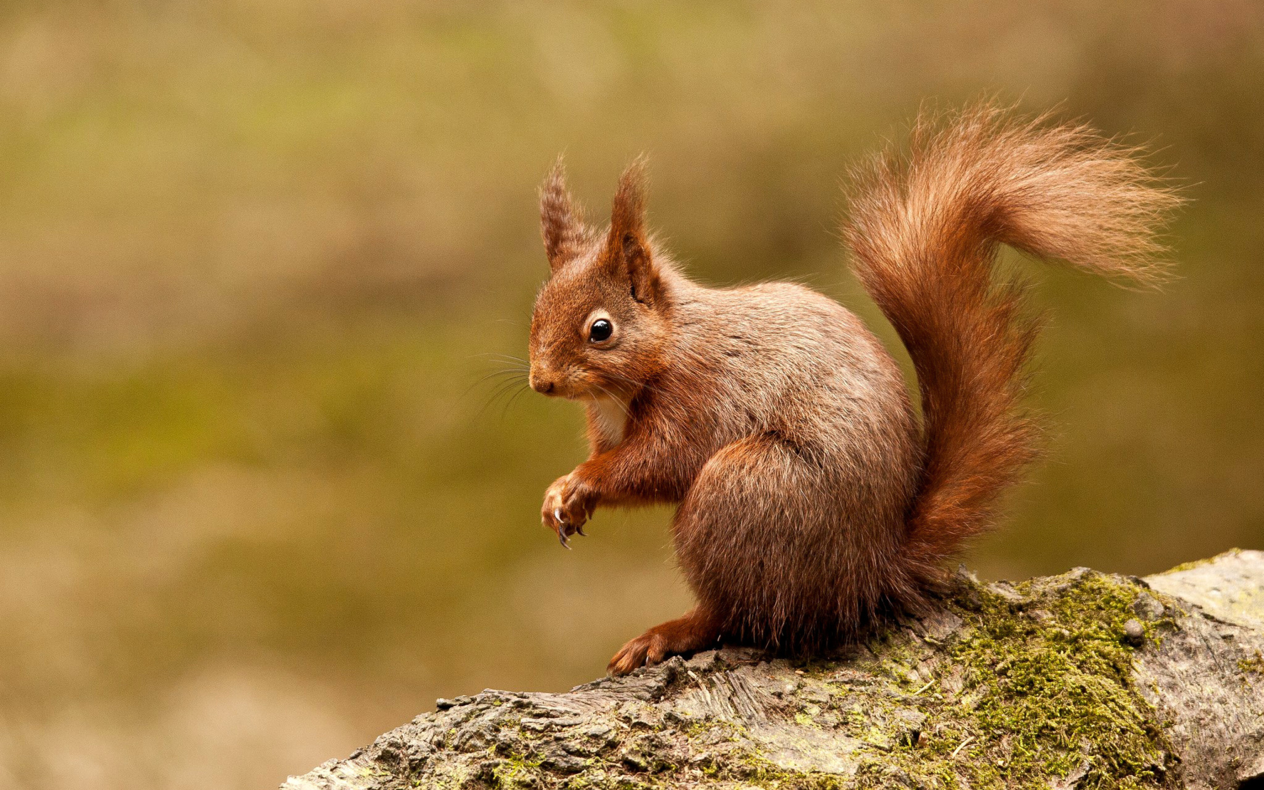 Обои Squirrel 2560x1600