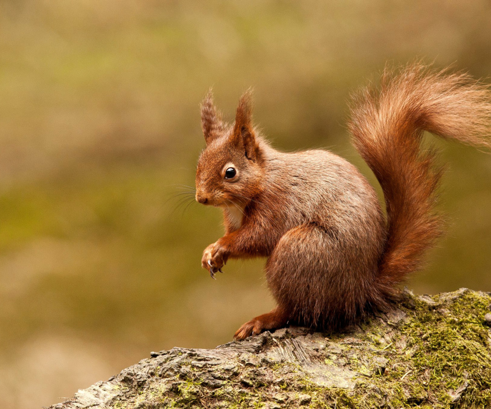 Squirrel wallpaper 960x800