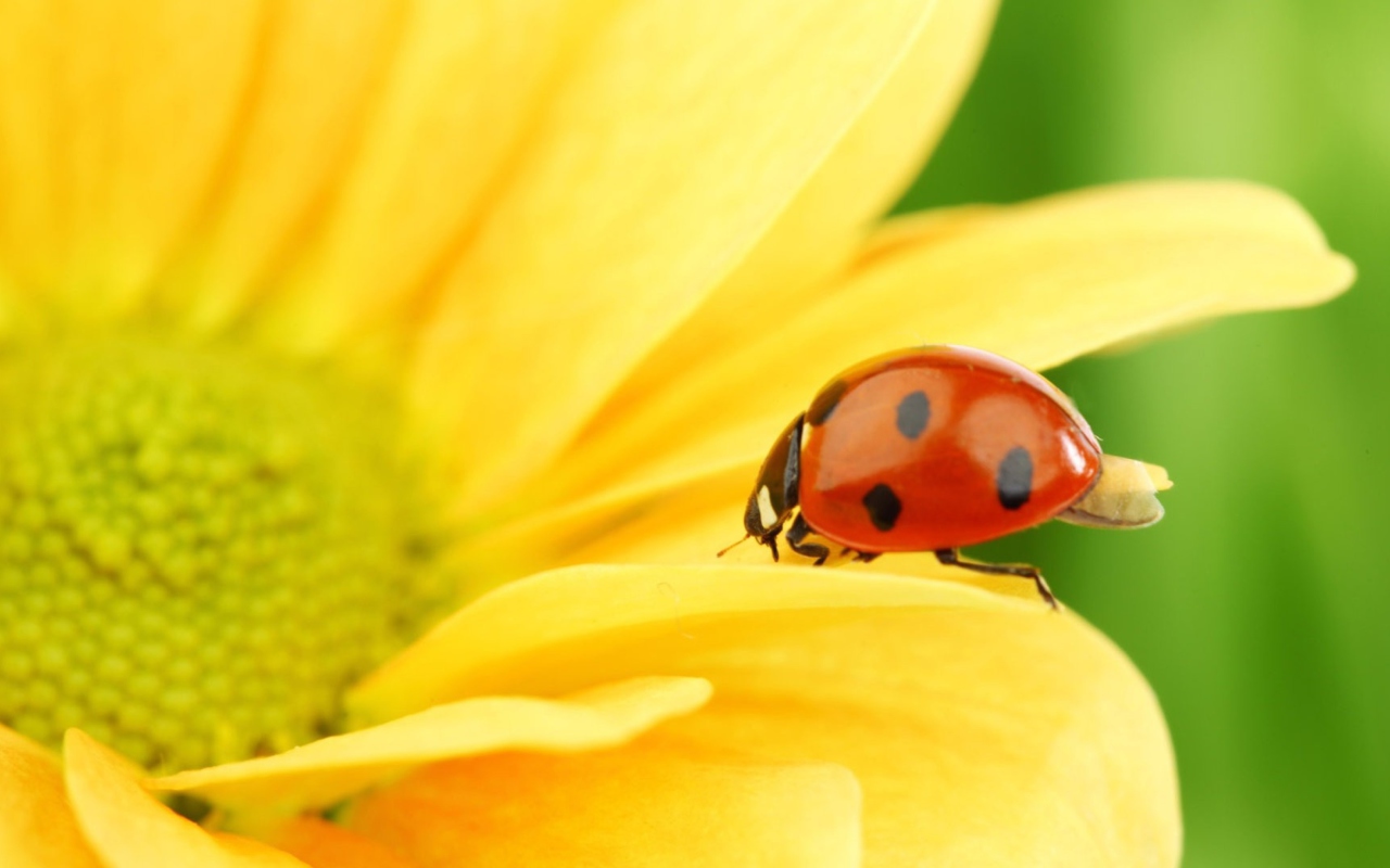 Yellow Sunflower And Red Ladybug wallpaper 1280x800