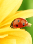 Screenshot №1 pro téma Yellow Sunflower And Red Ladybug 132x176