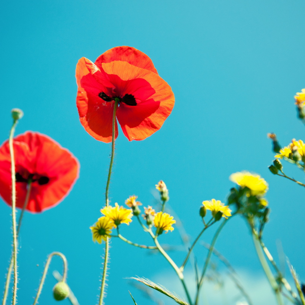 Das Poppies And Blue Sky Wallpaper 1024x1024
