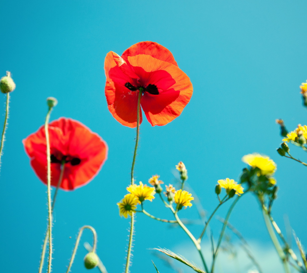 Das Poppies And Blue Sky Wallpaper 1080x960