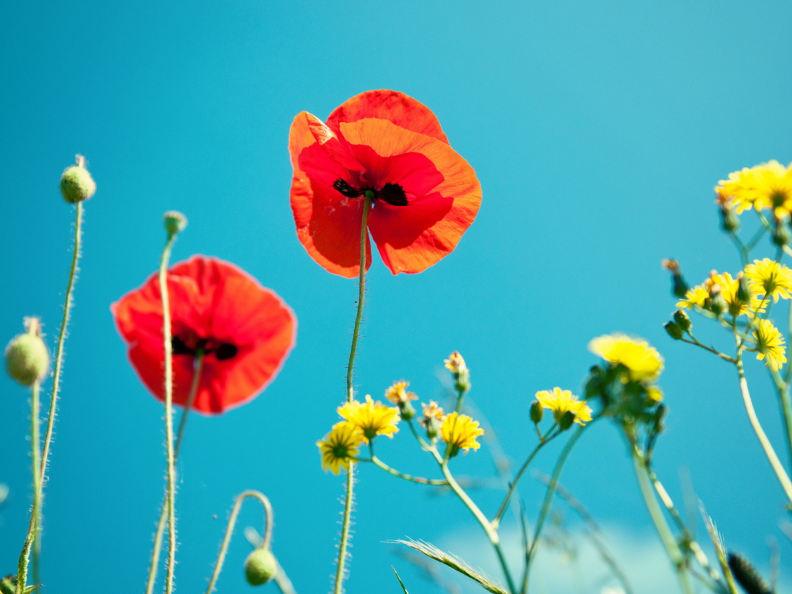 Screenshot №1 pro téma Poppies And Blue Sky 1152x864