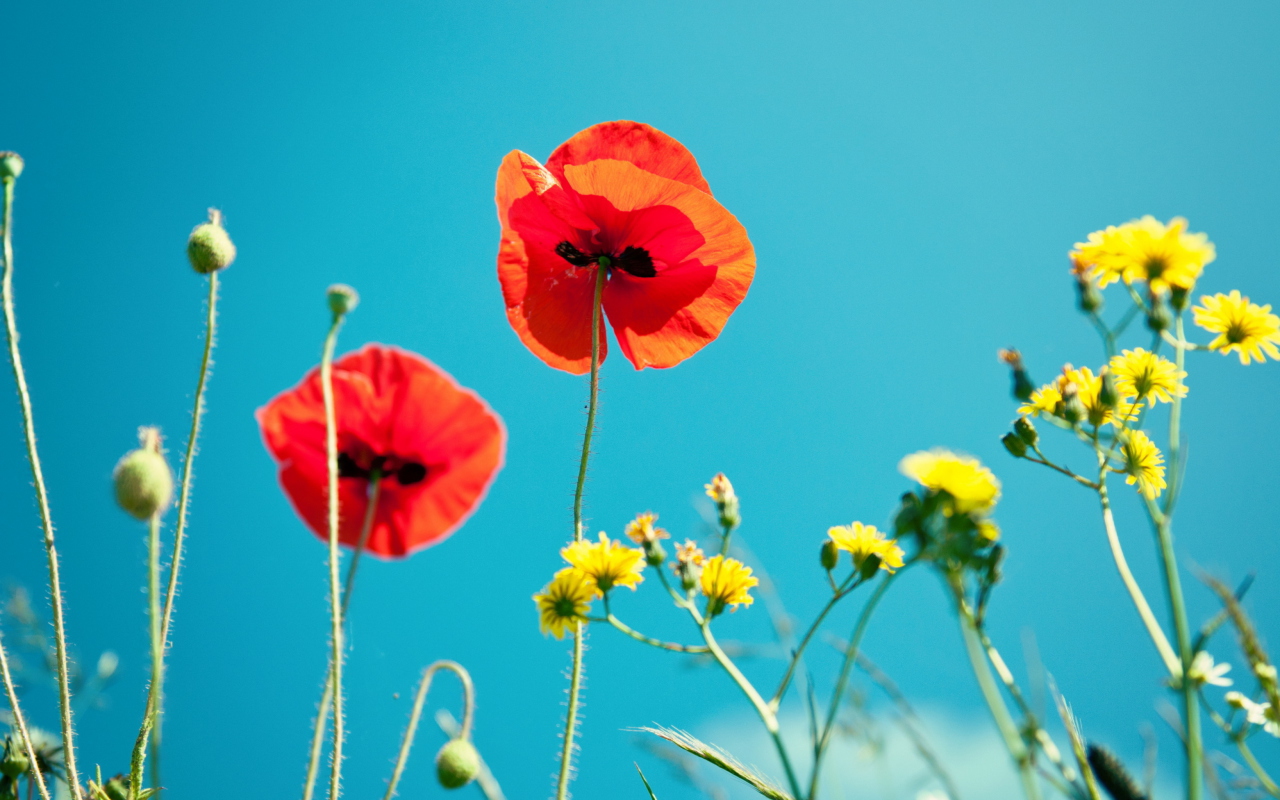 Screenshot №1 pro téma Poppies And Blue Sky 1280x800