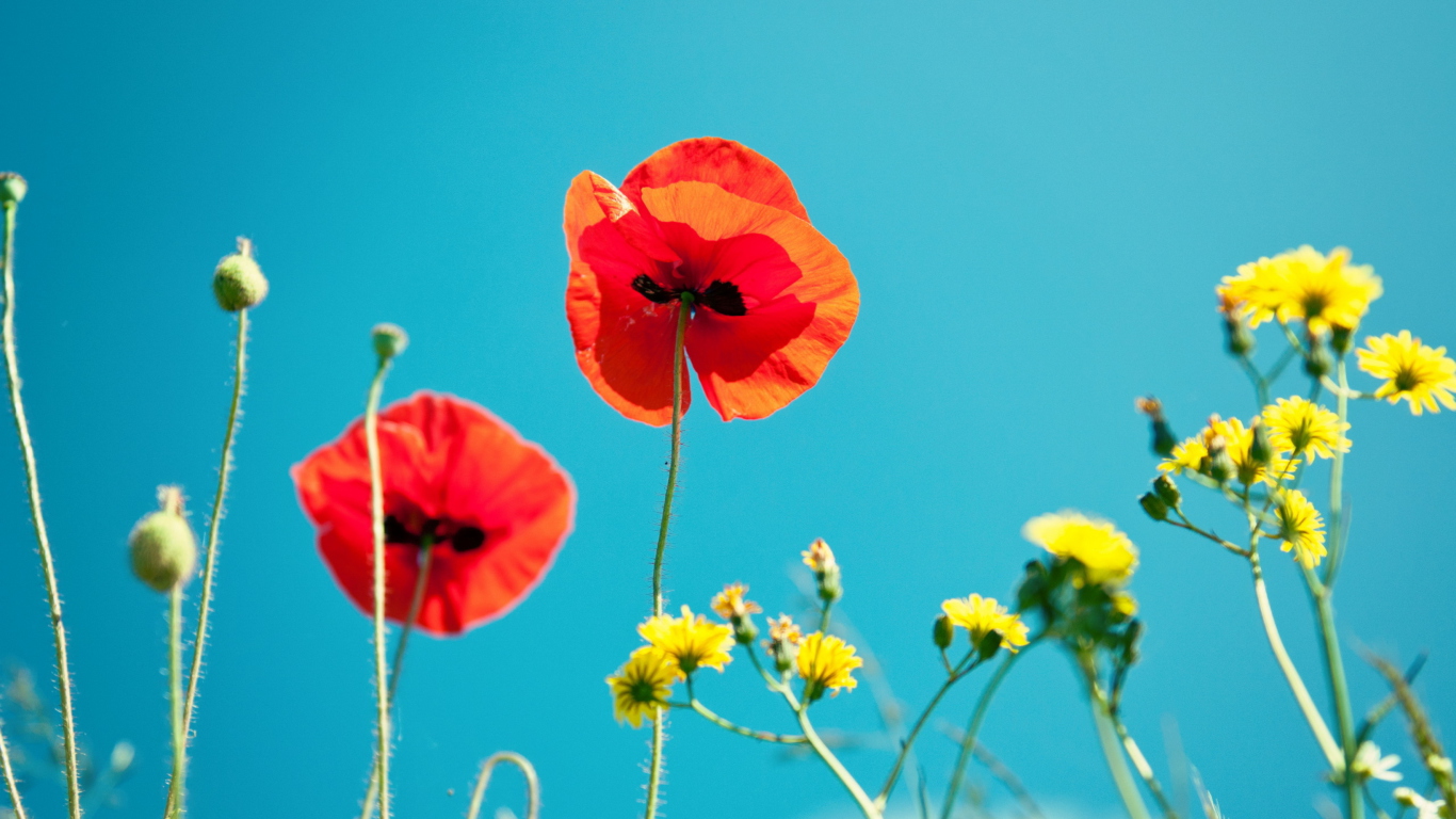 Screenshot №1 pro téma Poppies And Blue Sky 1366x768