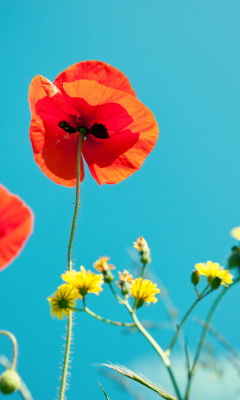 Poppies And Blue Sky screenshot #1 240x400