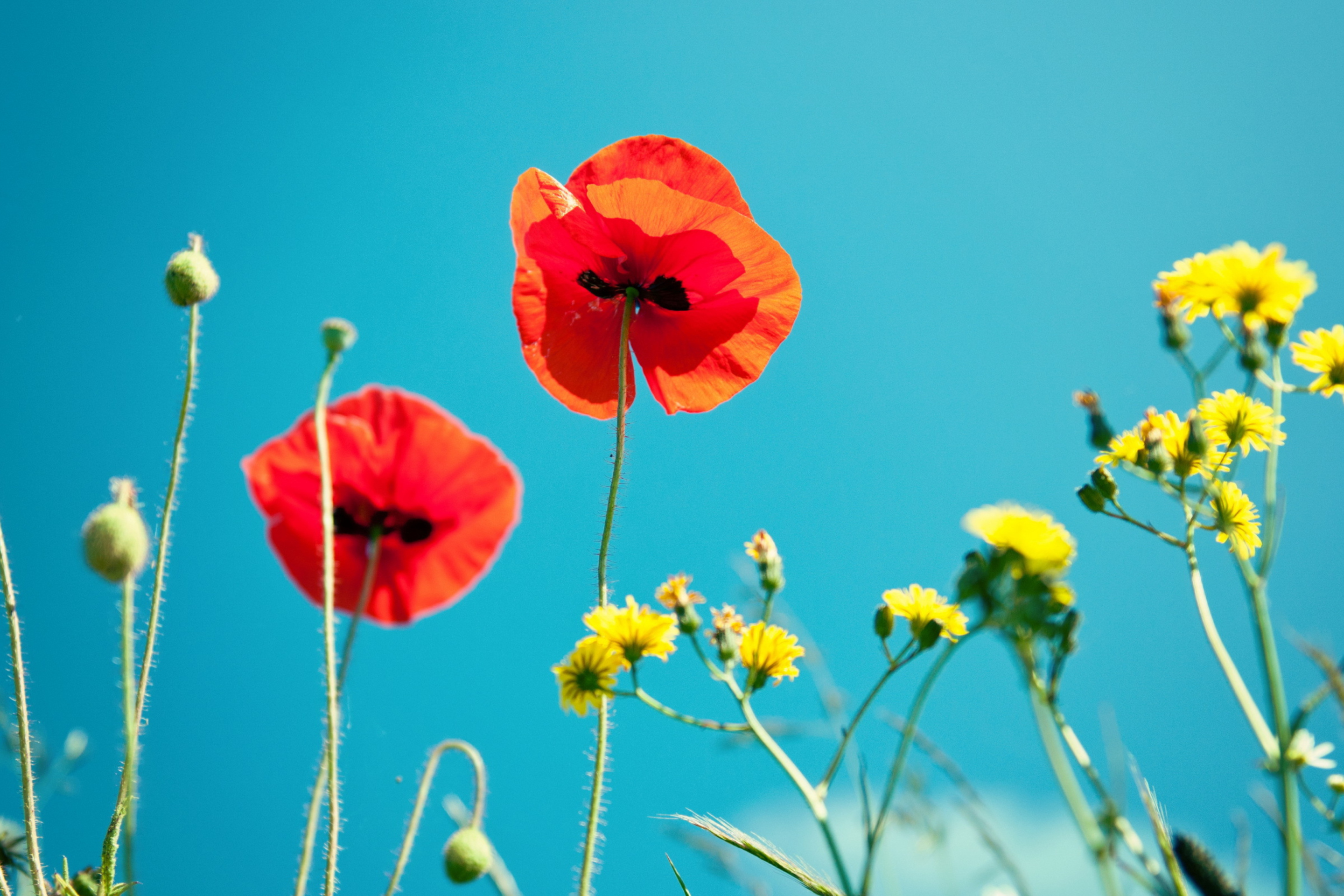 Poppies And Blue Sky wallpaper 2880x1920
