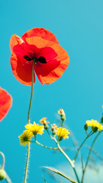Das Poppies And Blue Sky Wallpaper 360x640
