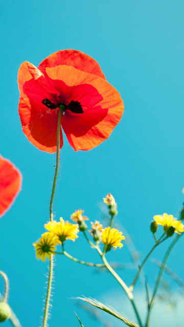 Обои Poppies And Blue Sky 360x640