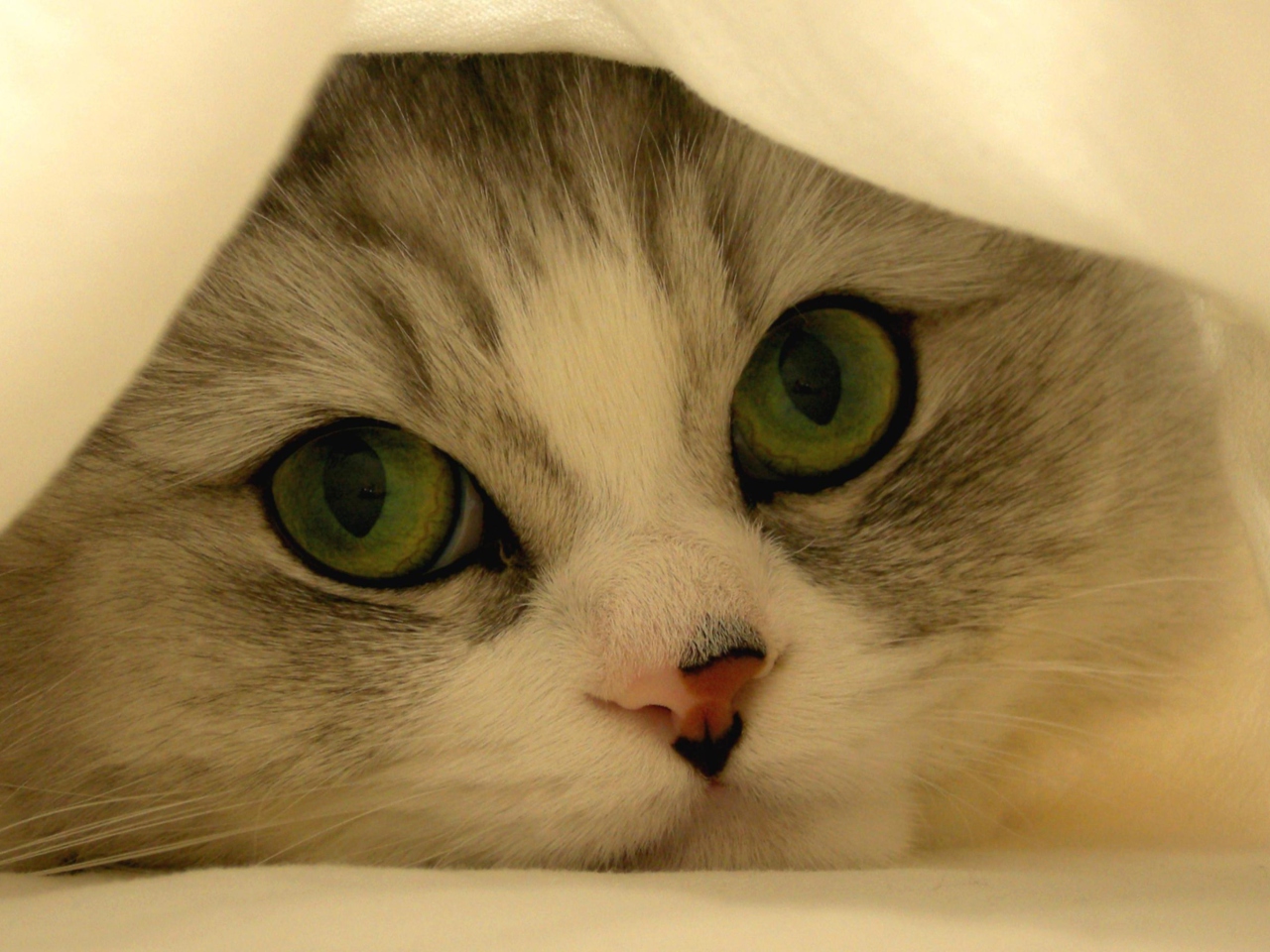 Fondo de pantalla Hiding Kitten 1280x960