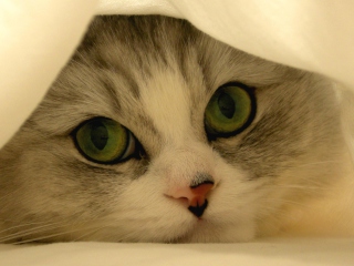 Hiding Kitten wallpaper 320x240
