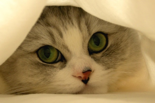 Hiding Kitten sfondi gratuiti per Android 480x800