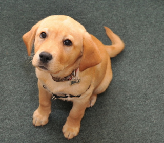 Cute Puppy - Obrázkek zdarma pro iPad mini
