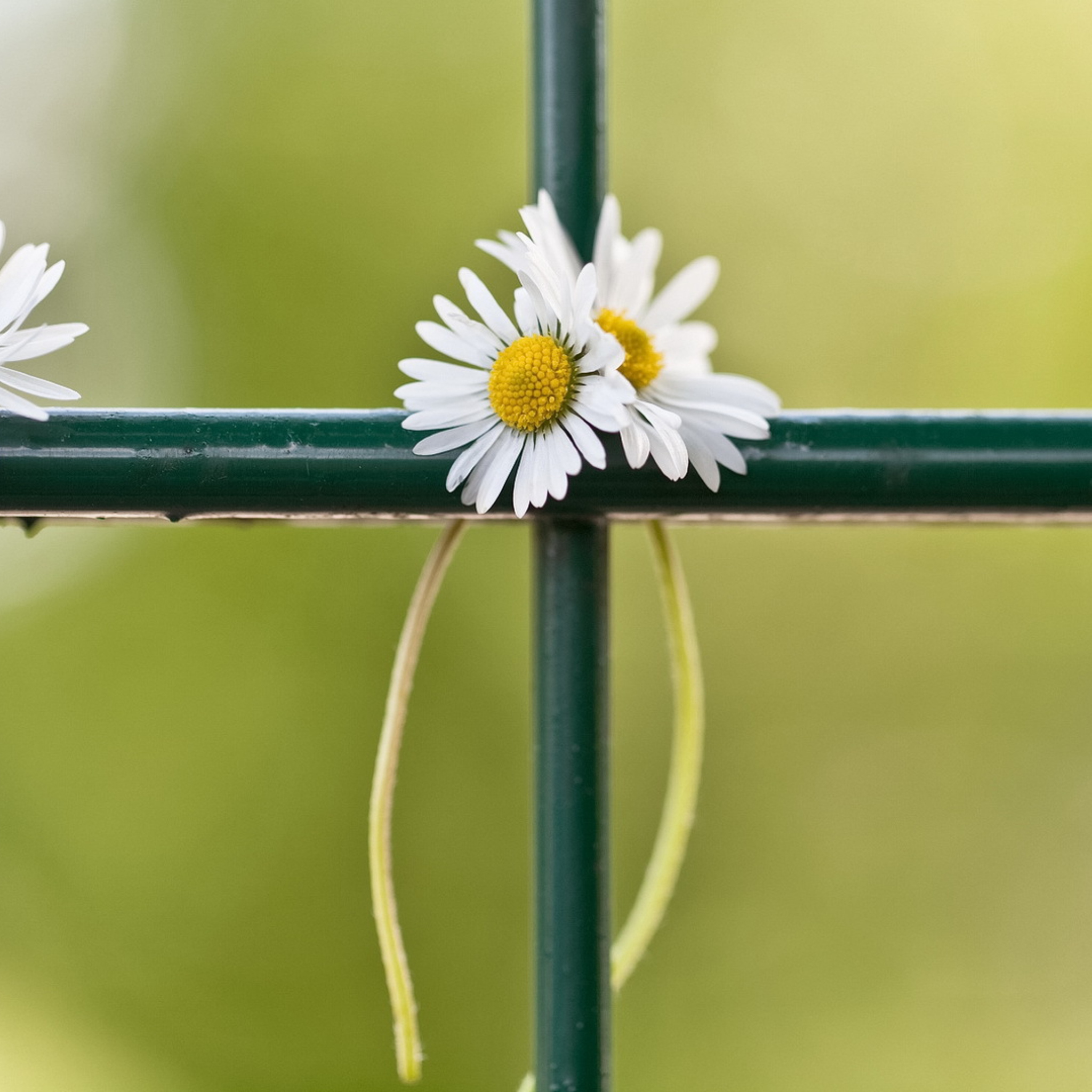 Das Daisies At Fence Wallpaper 2048x2048